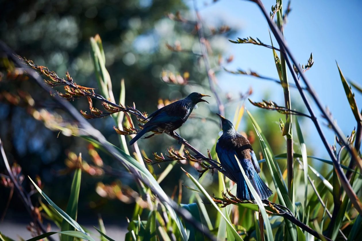 Tui bird Song